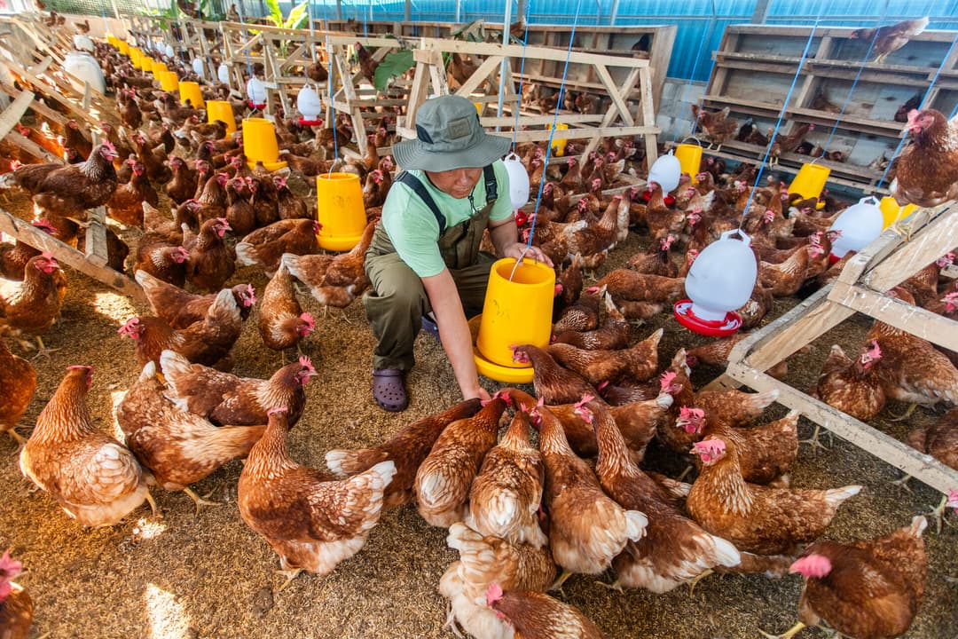 Free-range hens being fed at Jero Farm in Tabanan, Bali