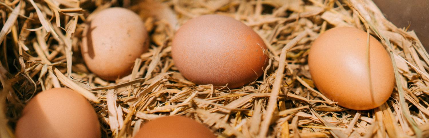 Fresh free-range eggs from Jero.Farm nestled in natural straw