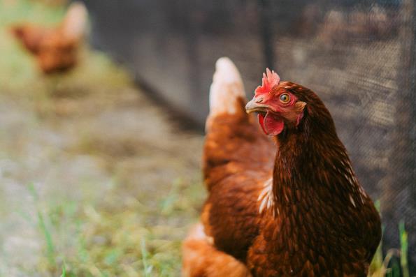 Healthy free-range hen showing the quality of care at Jero.Farm