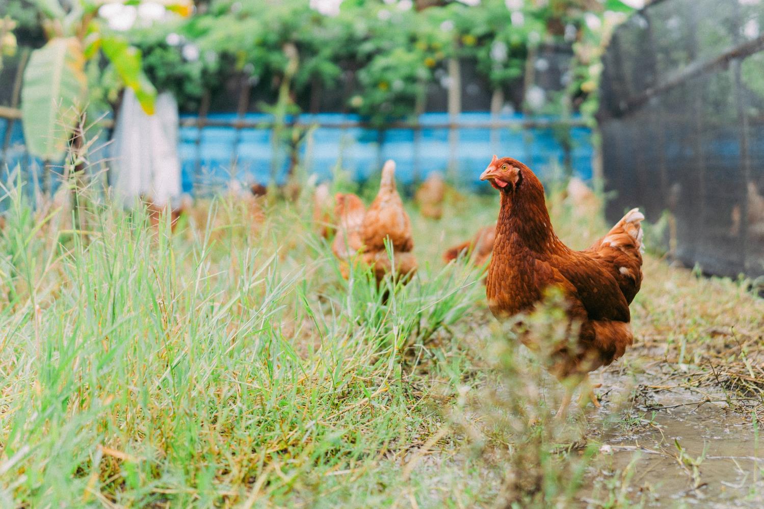 Free-range chickens roaming in natural habitat at Jero.Farm